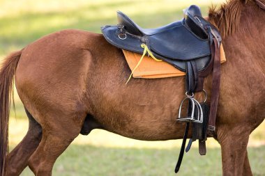 Eyer yastıkları, üzengi, saddles