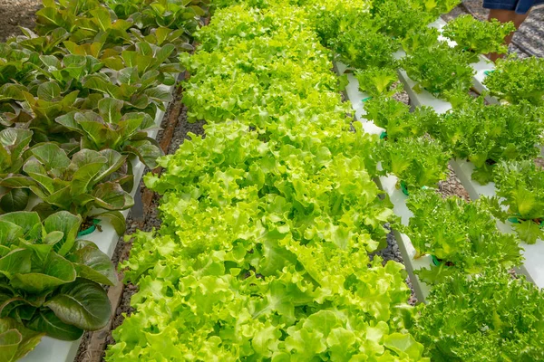 Hydroponics vegetables in plant farm