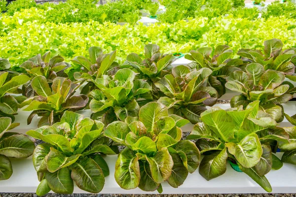 Hydroponics Vegetables Plant Farm — Stock Photo, Image