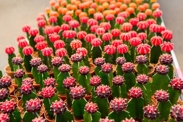 Kaktusz Eladott Egy Áruda — Stock Fotó