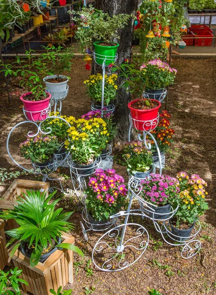 Flores Coloridas Jardim — Fotografia de Stock