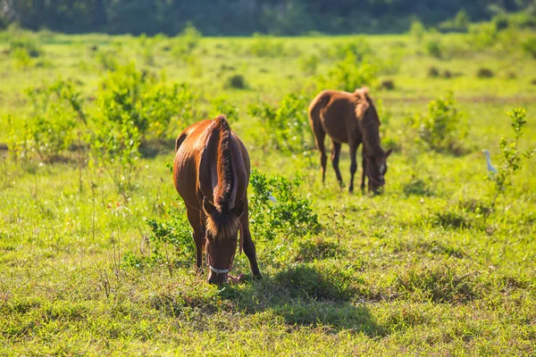 Caballo marrón en el césped —  Fotos de Stock