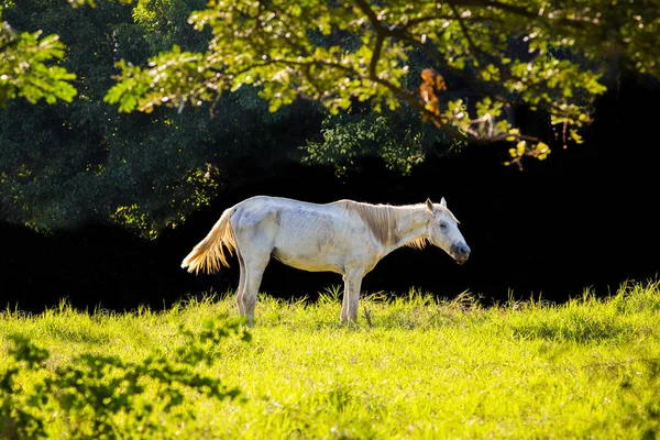 Caballo Blanco Césped —  Fotos de Stock