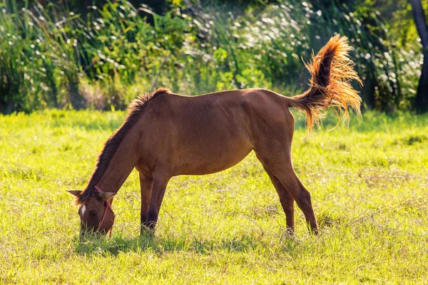 Cheval brun dans la pelouse — Photo