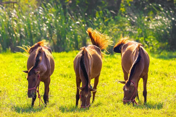 Cavalo Castanho Relvado — Fotografia de Stock