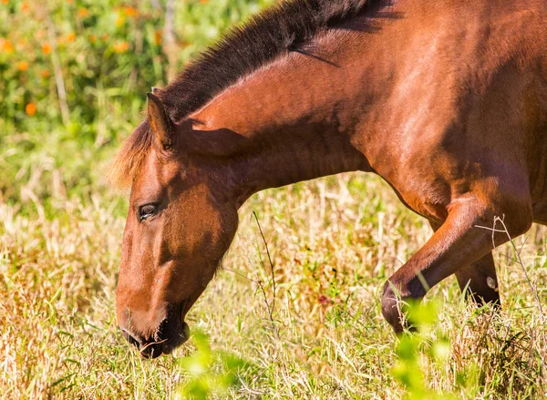 Brun häst i gräsmattan — Stockfoto