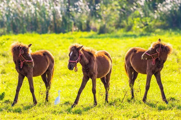 Caballo marrón en el césped —  Fotos de Stock