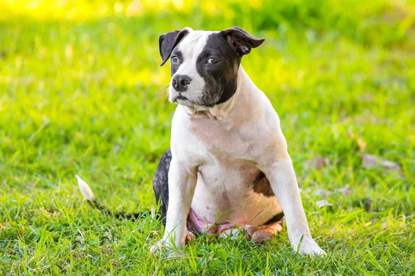 Cuccioli Bulldog Bianco Nero — Foto Stock