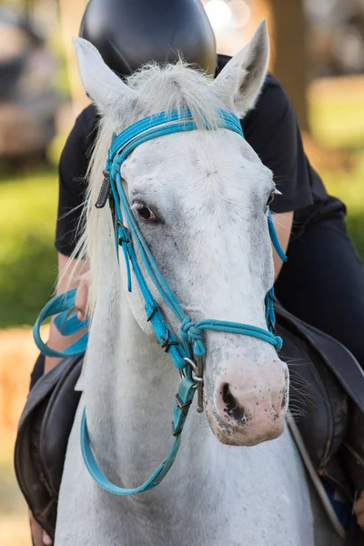 Caballo Blanco Césped —  Fotos de Stock