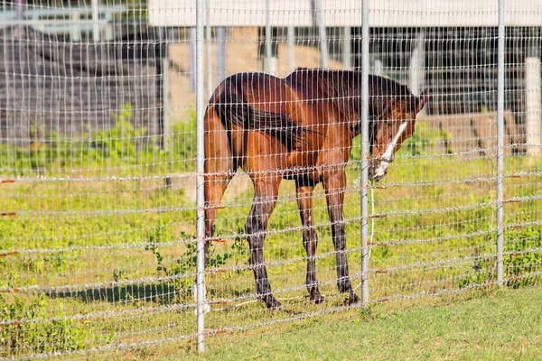 Καφετί άλογο μέσα στο κλουβί — Φωτογραφία Αρχείου