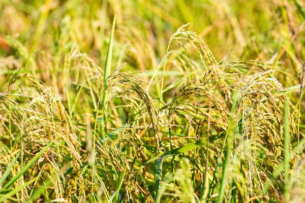 Arroz en el campo —  Fotos de Stock