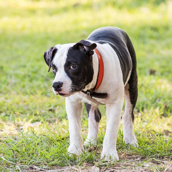 Cuccioli Bulldog Bianco Nero — Foto Stock