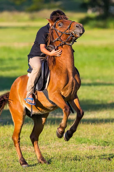 Passeios a cavalo no gramado . — Fotografia de Stock