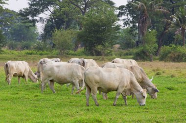inek sürüleri ile yeşil otlaklar otlatma.