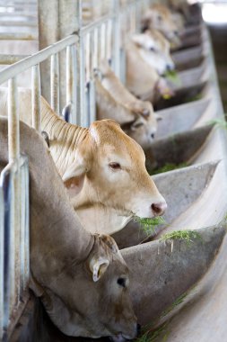 Çiftlikteki inekler