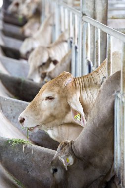 Çiftlikteki inekler