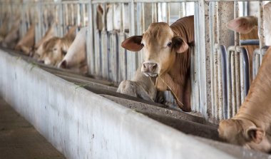 Çiftlikteki inekler