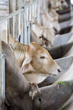 Çiftlikteki inekler