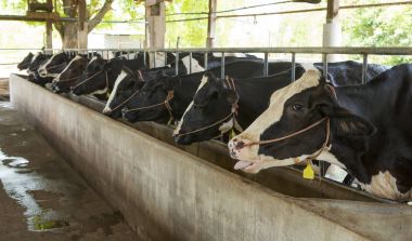 Çiftlikteki inekler