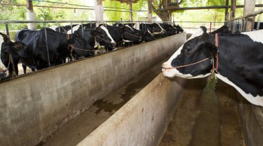 Çiftlikteki inekler