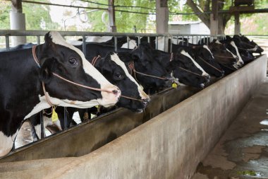 Çiftlikteki inekler