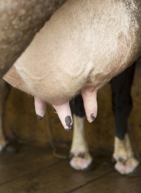 İnek sağma tesisi ve mekanize sağma ekipmanları