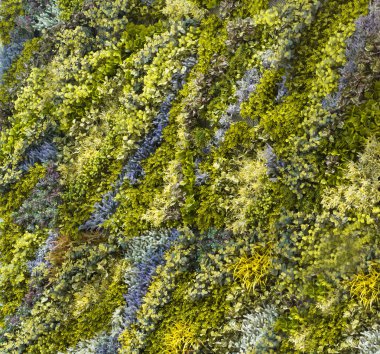 bir duvarda yeşil sarmaşık bitki