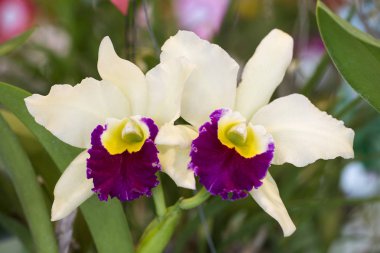 siyah arka plan üzerine izole mor Merkezi ile beyaz orkide