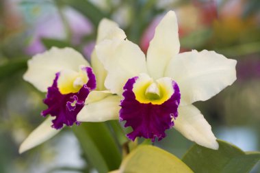 siyah arka plan üzerine izole mor Merkezi ile beyaz orkide