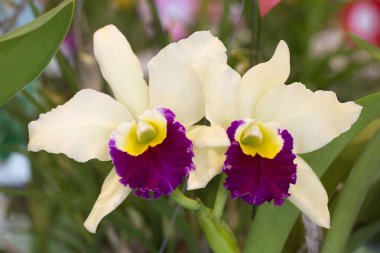 siyah arka plan üzerine izole mor Merkezi ile beyaz orkide