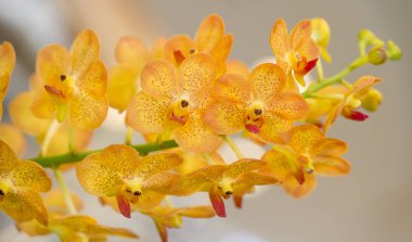 bahçede sarı orkide