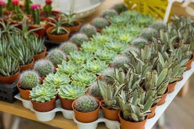 kaktüs ürün çeşitliliği ile tencere farklı dikenli bitkiler