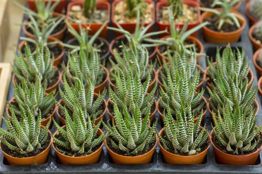 kaktüs ürün çeşitliliği ile tencere farklı dikenli bitkiler