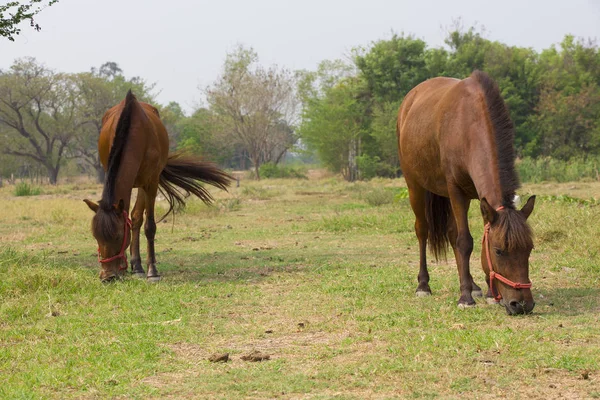 El Caballo que come la hierba —  Fotos de Stock