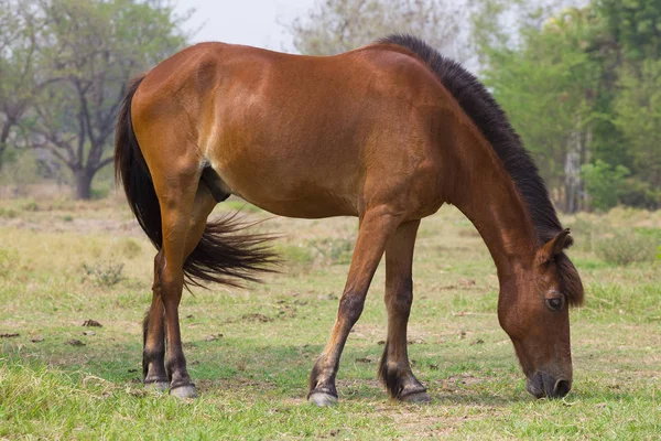 Hästen äter gräs — Stockfoto