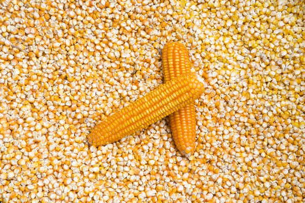 Corn seeds in the factory