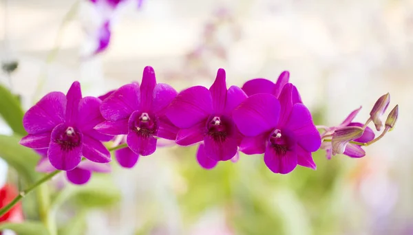 Lila Orchideenblüten im Garten — Stockfoto