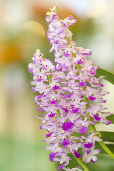 Lila Orchideenblüten im Garten — Stockfoto