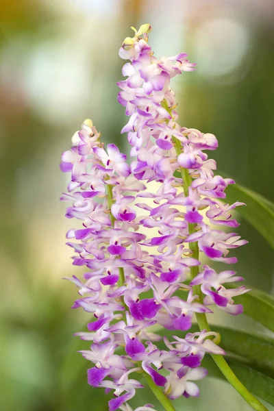 Lila Orchideenblüten im Garten — Stockfoto