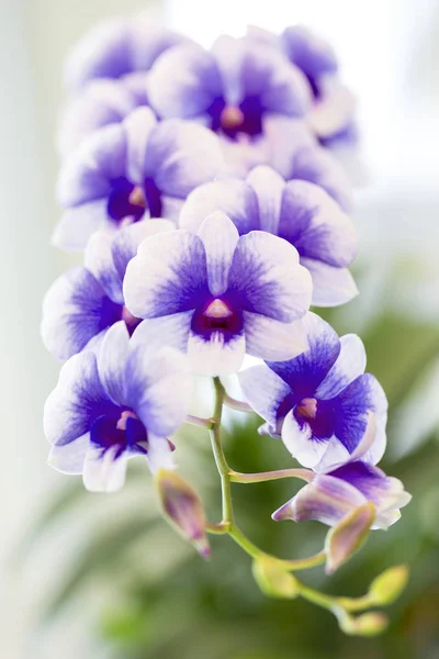 Schöne Orchidee im Garten — Stockfoto