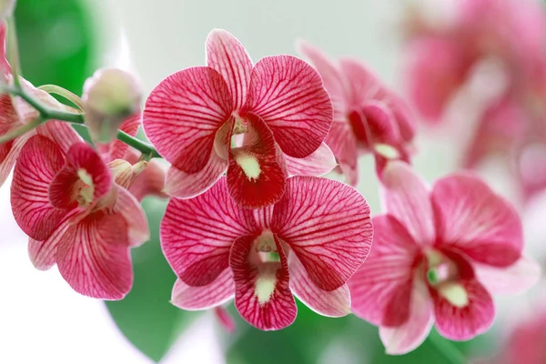 Rote Orchideen im Garten — Stockfoto