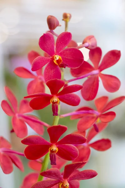 Rote Orchideen im Garten — Stockfoto
