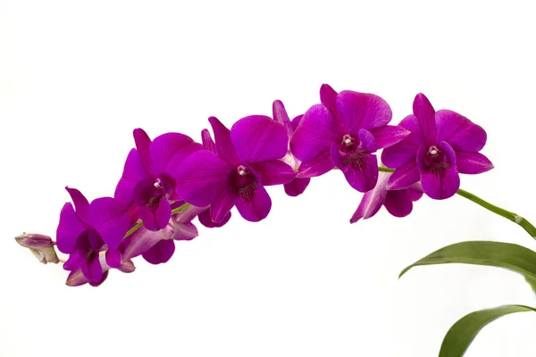 Fleurs d'orchidée pourpre dans le jardin — Photo