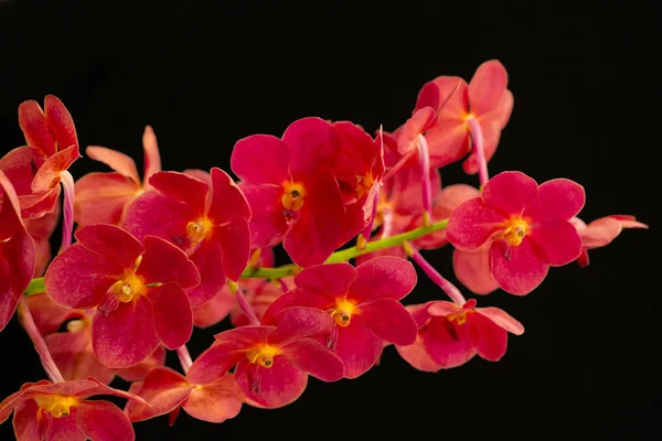 Rote Orchideen auf weißem Hintergrund. — Stockfoto