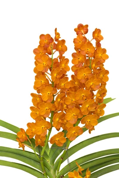 Fleurs d'orchidée jaune gros plan pour le fond — Photo