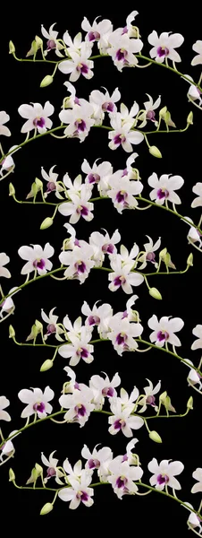 Weiße Orchidee auf schwarzem Hintergrund — Stockfoto