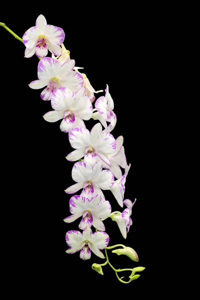 Weiße Orchidee auf schwarzem Hintergrund — Stockfoto