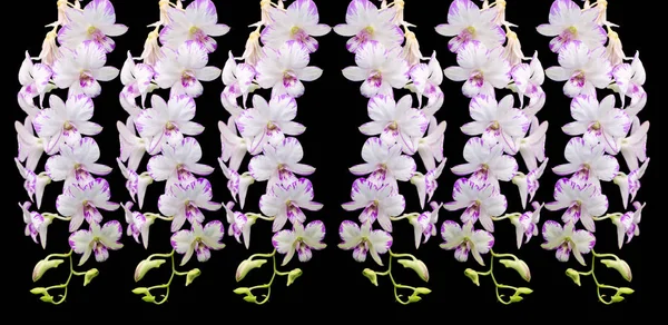 Orchidée blanche sur fond noir — Photo