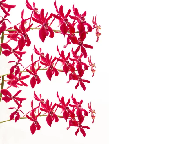 Orchidées rouges sur fond blanc . — Photo