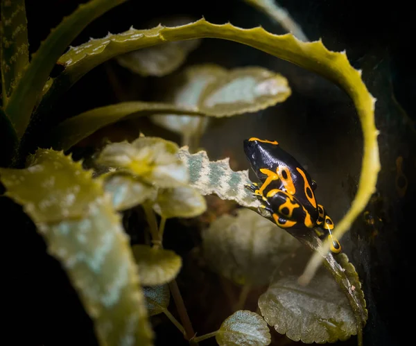 Hayvanat bahçesinde sarı zehirli kurbağa — Stok fotoğraf